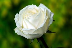 White rose